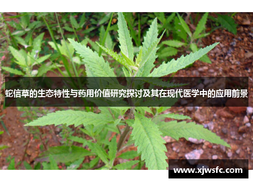 蛇信草的生态特性与药用价值研究探讨及其在现代医学中的应用前景